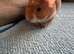 Beautiful cinnamon pedigree female hamster