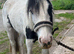 Coloured Cob Mare