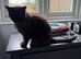 Two Asian sisters, blue, 5 years old need rehoming