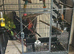 Amazon parrot