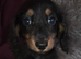 Longhaired Minature Dachshund puppies