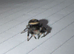 i8 female bahamas jumping spider ( only two left )