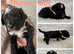Fab️ F1 Ttoodles Tibetan terrier x Miniature poodle