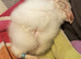 BABY BARN OWLETS - DUE TO HATCH SOON-