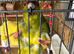 Kakariki