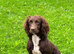 Adorable cockapoo 2 available