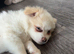 MALTAPOO