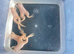 African albino claw frogs