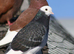 TOP QUALITY ROLLER PIGEONS