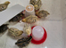 Baby quail