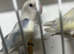 Peach face aqua/turquoise-type colour mutation Love birds
