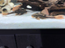 Rusty plecos pair