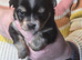 Beautiful Applehead Chihuhua Puppies