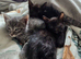 Siamese x kittens available