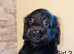 Adorable cavapoo puppies