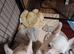 2 male french bulldog