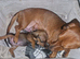 Miniature dachshund  1 male