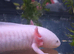 Axolotl female