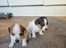 Jack Russell puppies