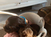 Working Cocker Spaniel puppy&rsquo;s