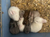 Mini Rex cross bunnies