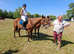 Tb 4year old gelding ror novice ride