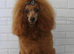 READY..Miniature Red Goldendoodle dna clear