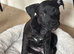 Beautiful puppy for sale
