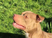 Male staffy