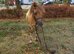 !10.2, safe/adorable lead rein!
