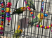 Baby lovebirds