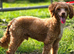 KC REGISTERED TOY POODLES