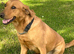 Labrador