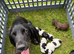Beautiful Sprocker Puppies from Kc reg parents