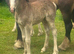 Beautiful black filly to make 15.2