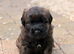 Bouvier des Flanders Giant Schnauzer Mix Isle of Man.