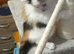 3 beautiful cats/kittens