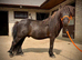SPSBS Shetland Colt 2yo 36”