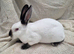 Four Stunning female mini rex rabbits
