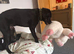 Black Labrador meal