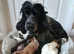Kc registered show type spaniels