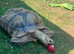 Tortoise