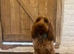 F2b cockapoo puppies
