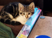 4 beautiful kittens looking for new adventures.