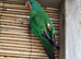 Australian swift parrots