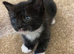 Gorgeous kittens for sale