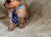 Beautiful Merrill puppies