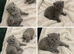 Beautiful kittens ready to reserve to forever homes