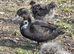 Mallard cross Ducks
