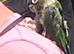 Green cheek conure
